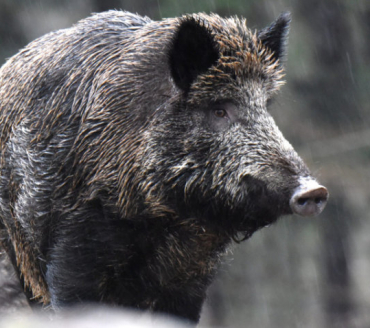 Landkreis Bingen hat Allgemeinverfügung zur Bekämpfung der Afrikanischen Schweinepest bei Wildschweinen erlassen