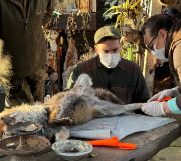 Seminar zum Streifen bzw. Abbalgen von Fuchs, Waschbär & weiterem jagdbaren Raubwild