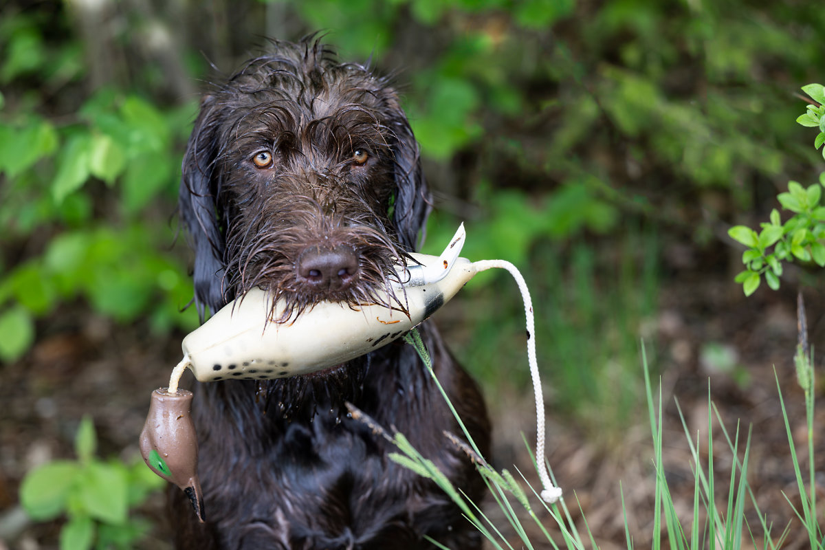 Hundekurs zur Erlangung der jagdlichen Brauchbarkeit
