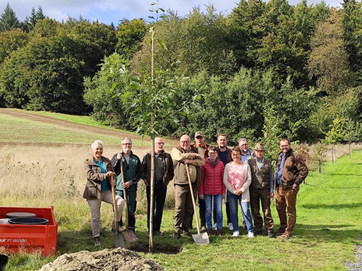 Baum des Jahres 2025 - Amerikanische Roteiche (Quercus rubra)
